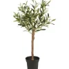 Cafe Latte Ib Laursen - Oliivipuu S h75cm