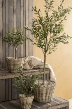 Cafe Latte Ib Laursen - Oliivipuu S h75cm